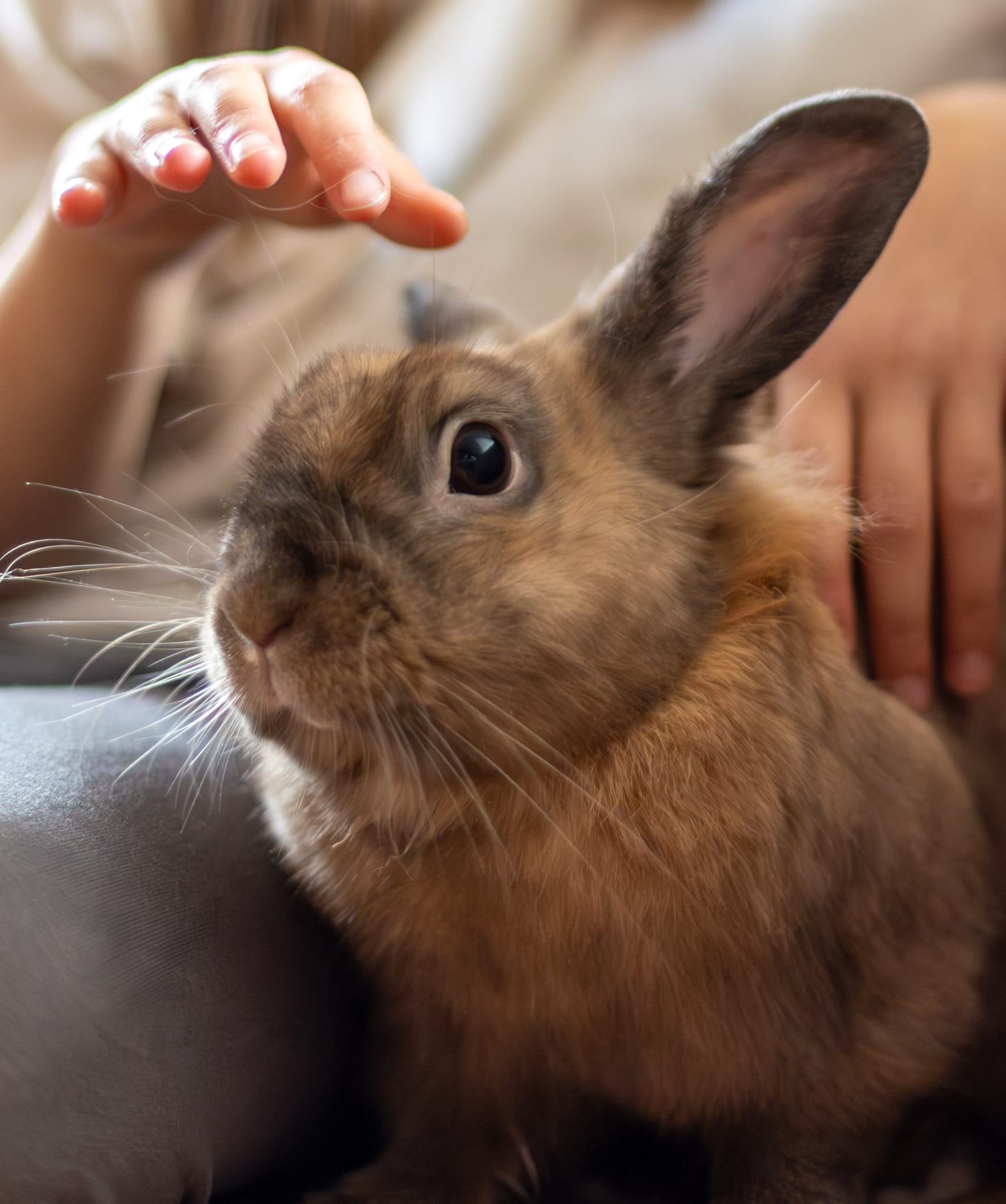 veterinary care for exotic pets in Muncy PA from Muncy Veterinary Center