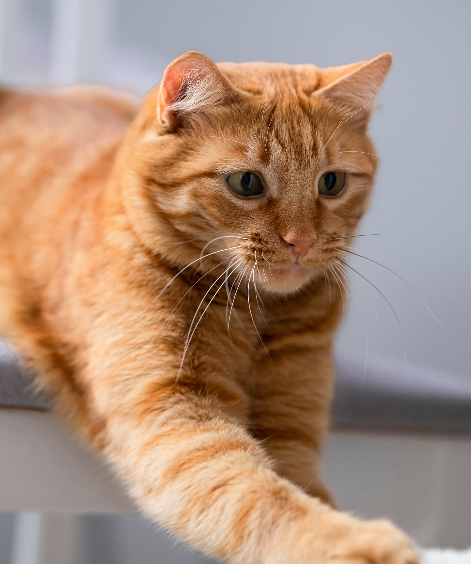 general veterinary care in Muncy PA from Muncy Veterinary Center