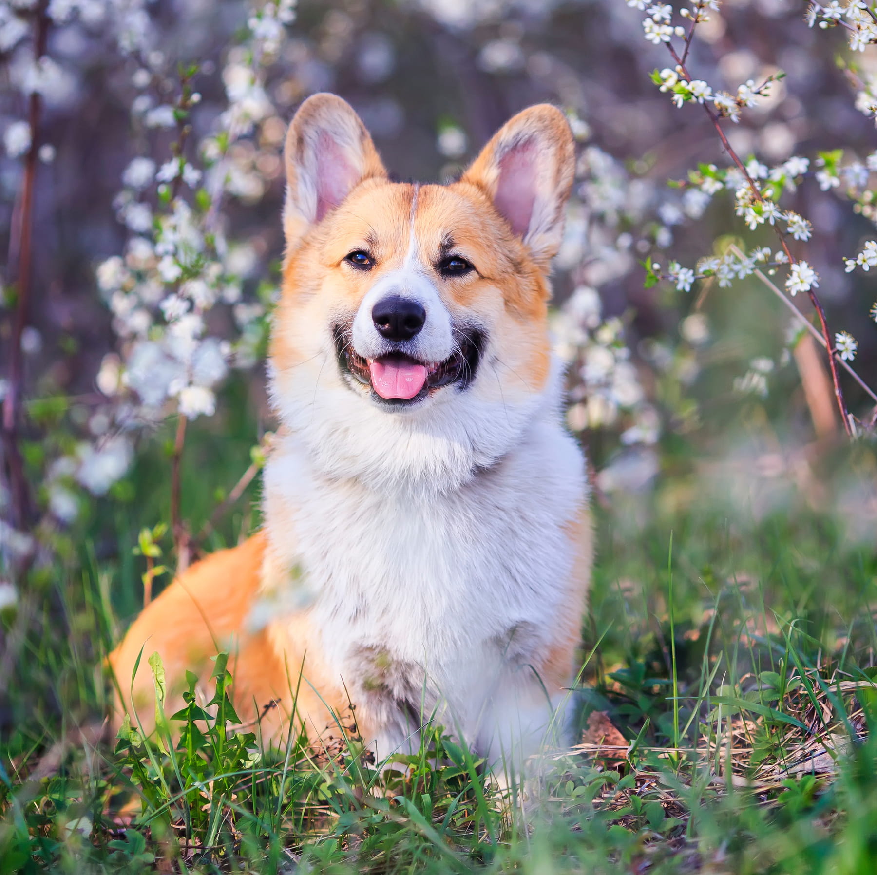 long-term veterinary care in Muncy PA from Muncy Veterinary Center