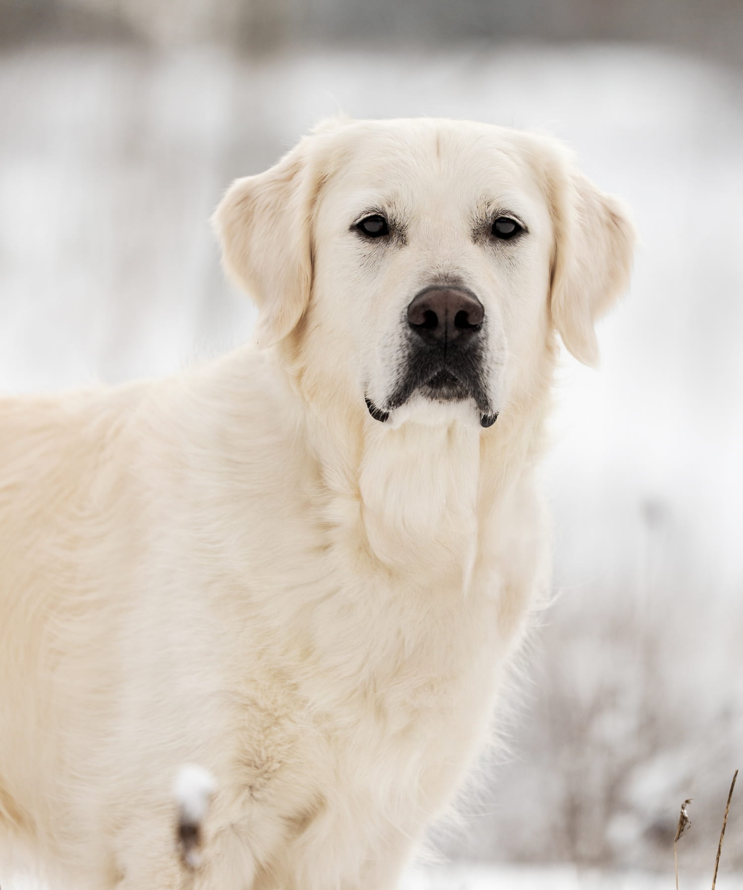 surgical veterinary care in Muncy PA from Muncy Veterinary Center