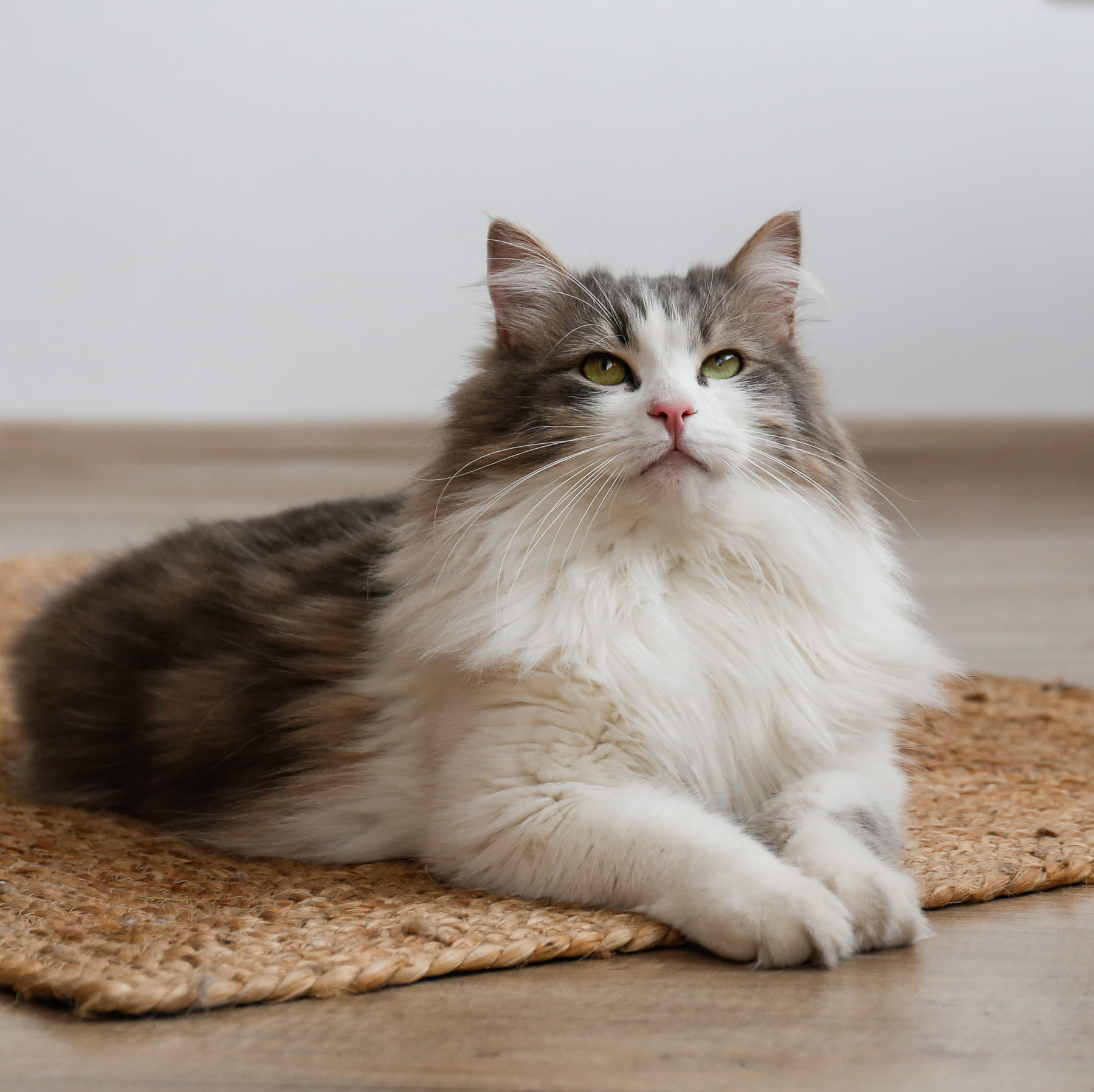 I-131 Therapy for Cats in Muncy PA from Muncy Veterinary Center