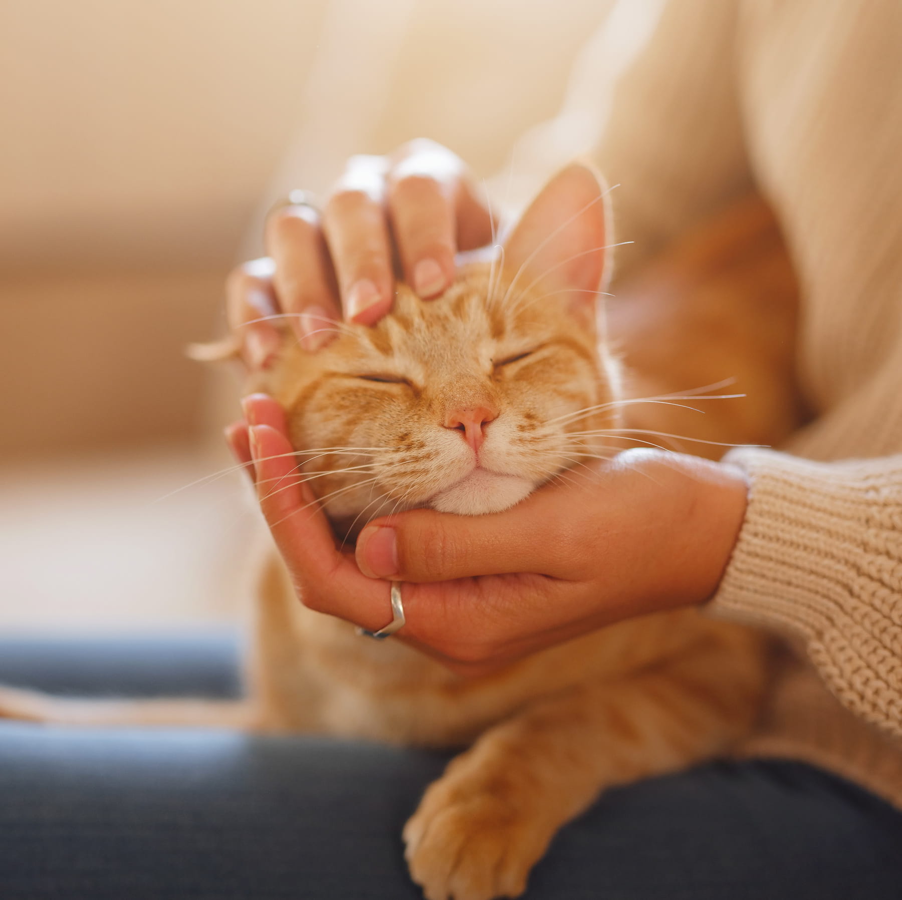 complete physical exams for pets in Muncy PA from Muncy Veterinary Center