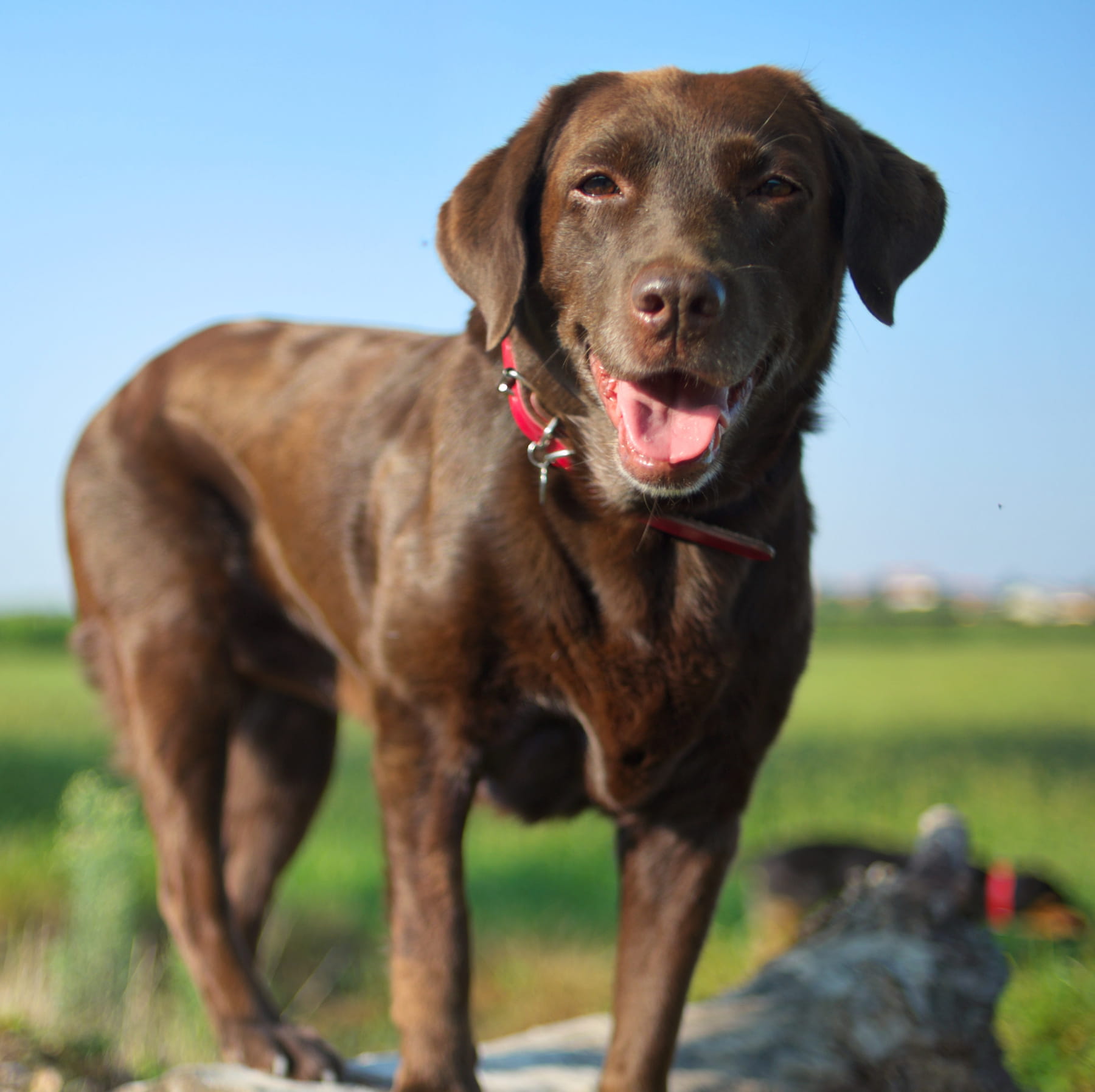 veterinary vaccines in Muncy PA from Muncy Veterinary Center