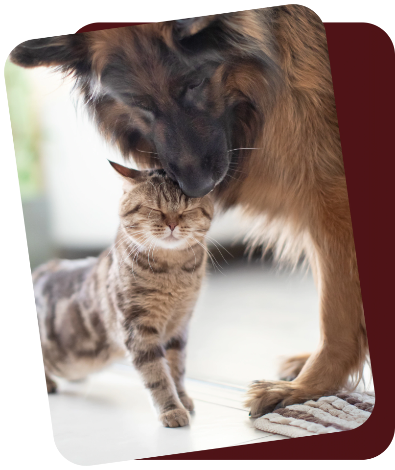 vet services for puppies & kittens at Muncy Veterinary Center in Muncy PA