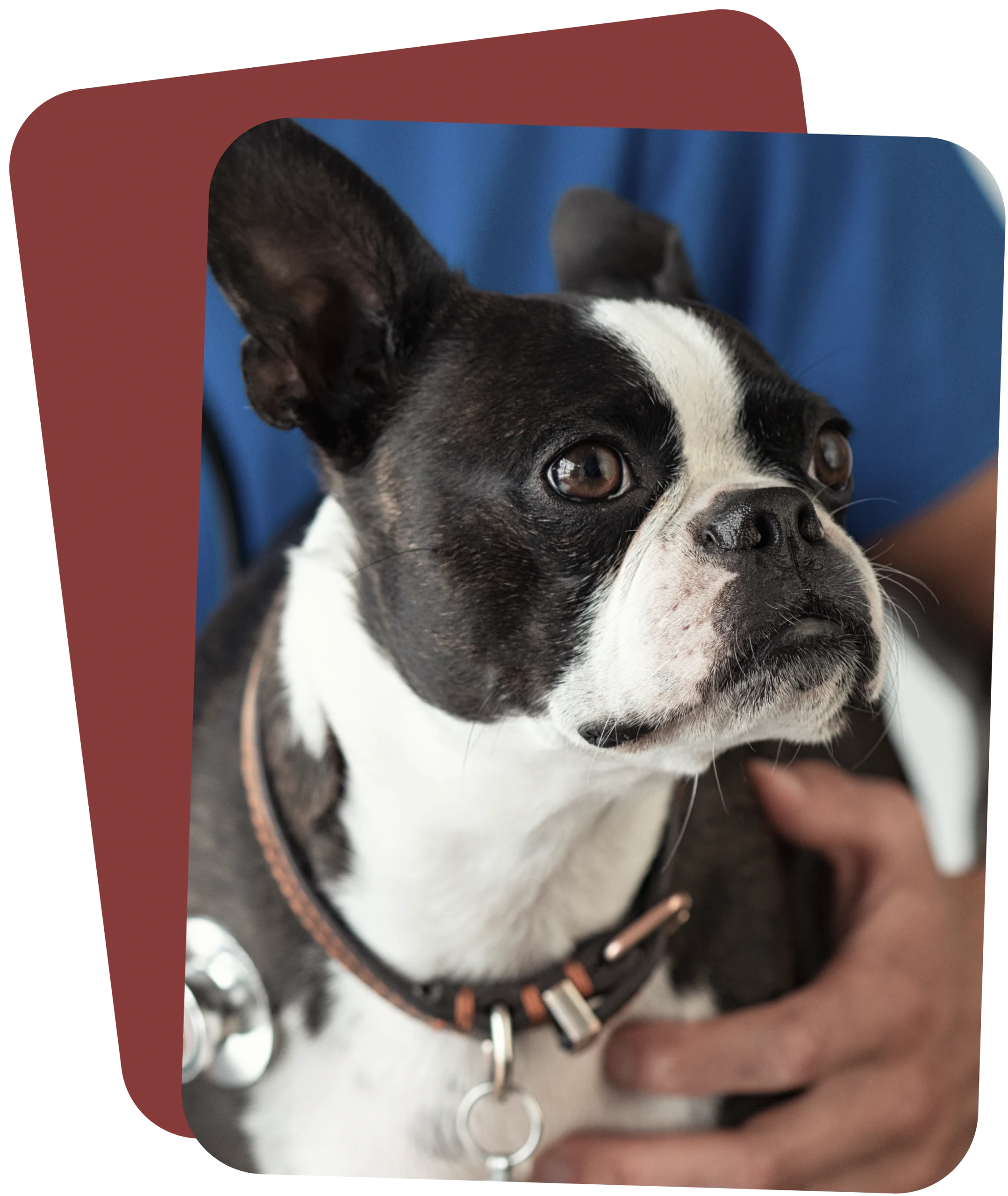 urgent pet care services at Muncy Veterinary Center in Muncy PA