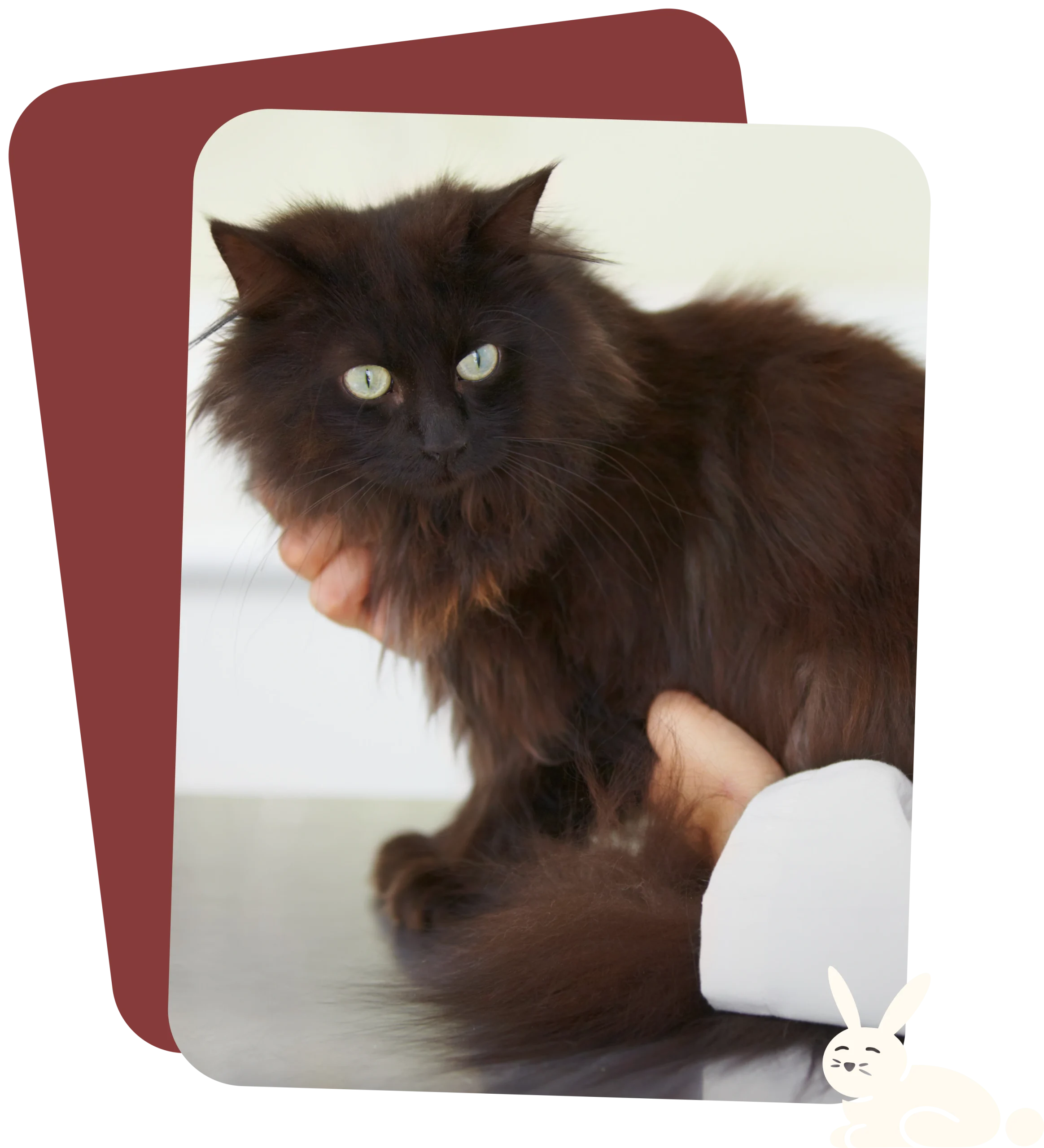 progressive vet medicine for your pet at Muncy Veterinary Center in Muncy PA