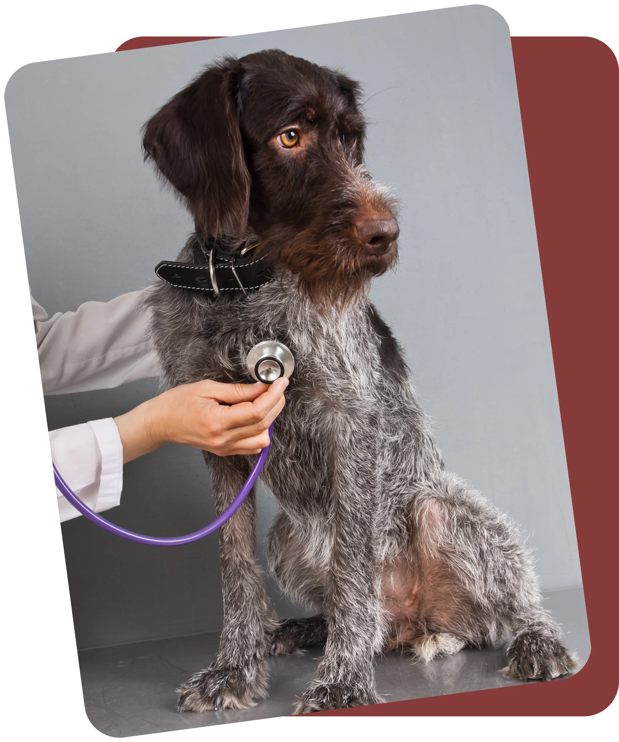 excellent vet care at Muncy Veterinary Center in Muncy PA