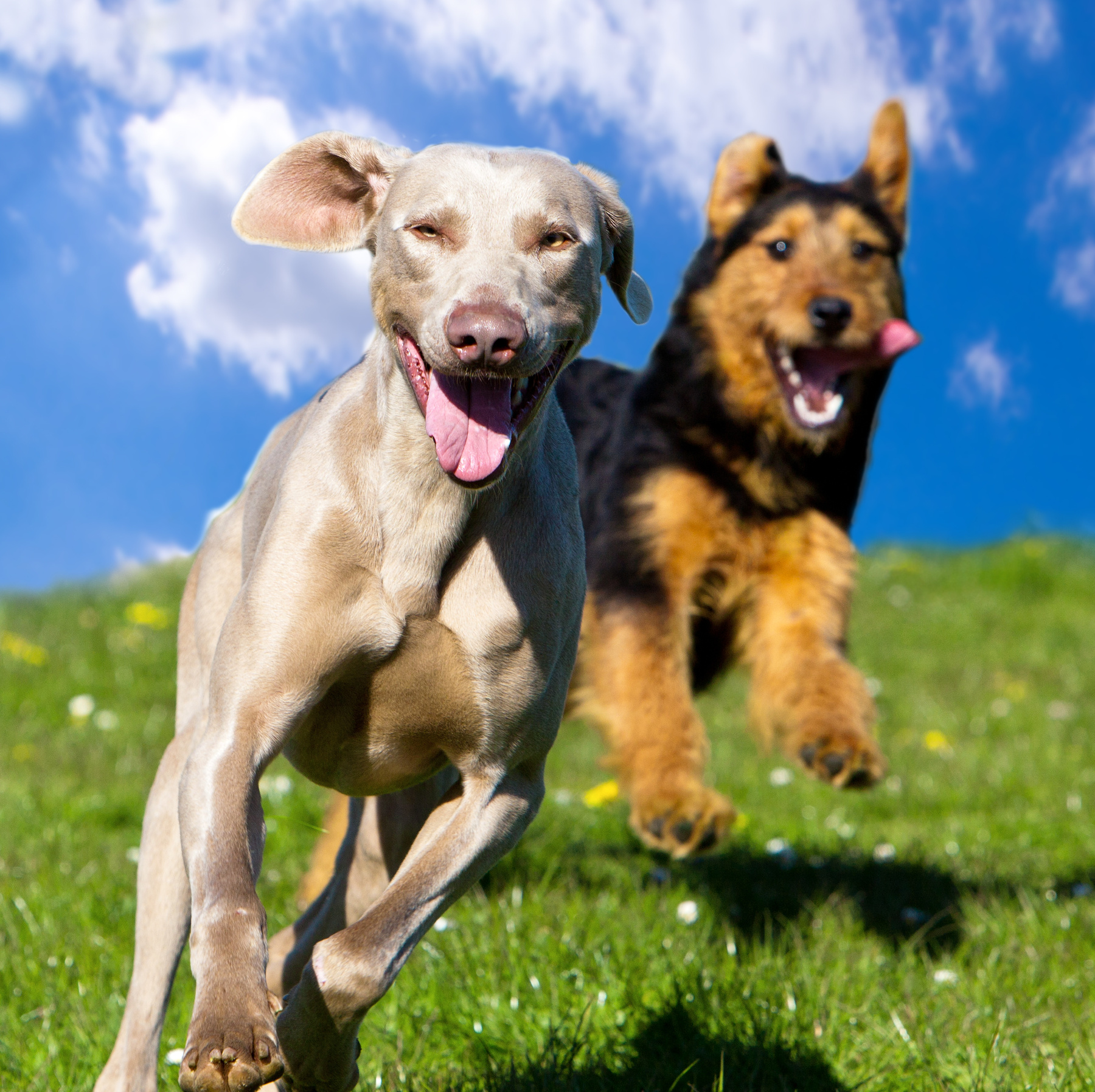 pet imaging in Muncy PA from Muncy Veterinary Center