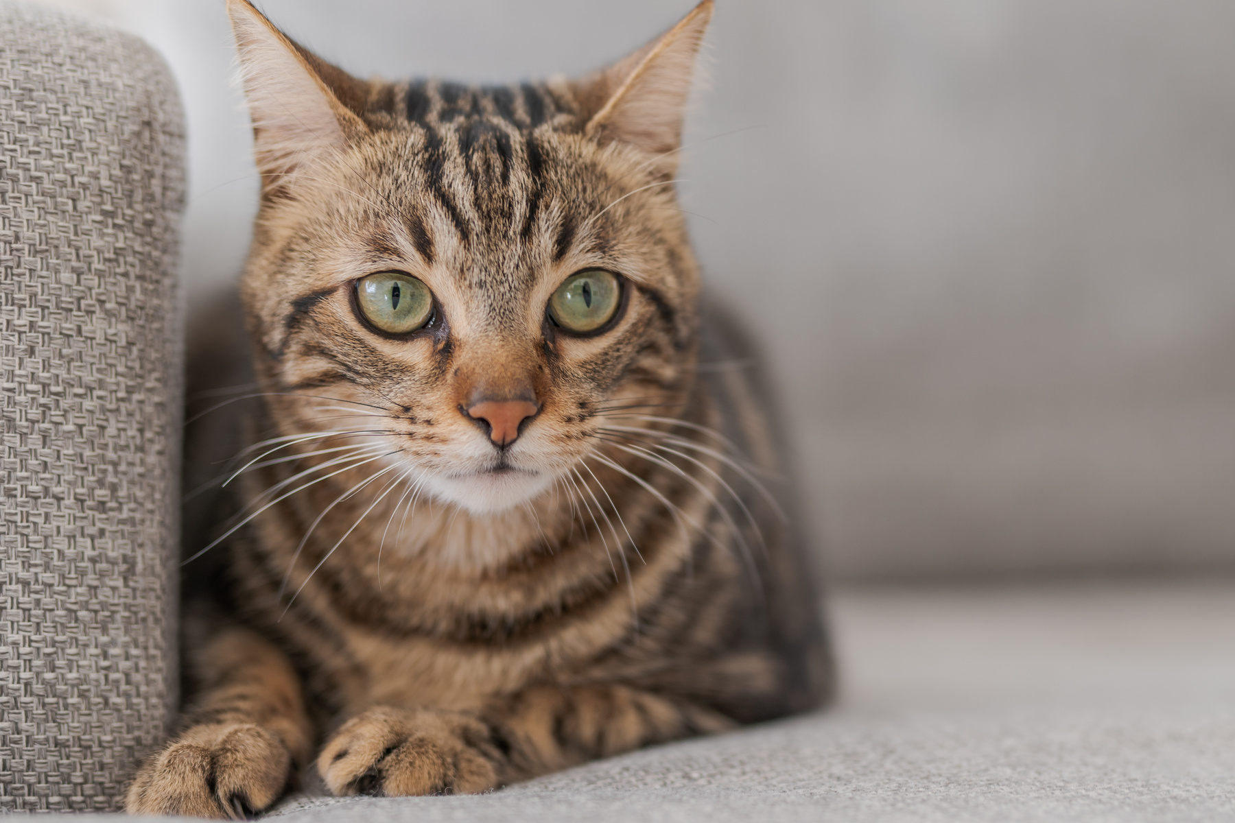 veterinary diagnostics in Muncy PA from Muncy Veterinary Center