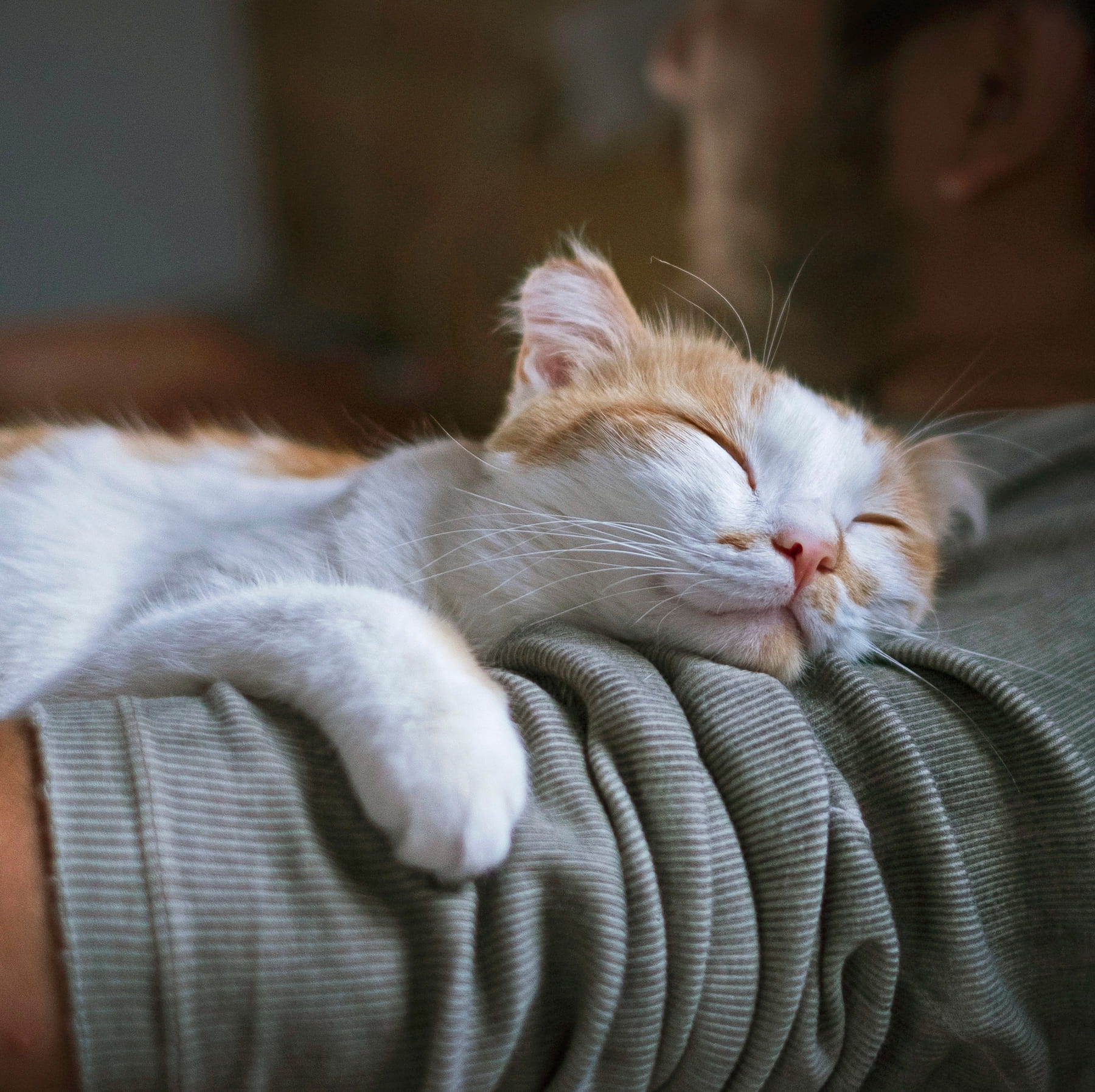veterinary laser surgery Muncy PA from Muncy Veterinary Center