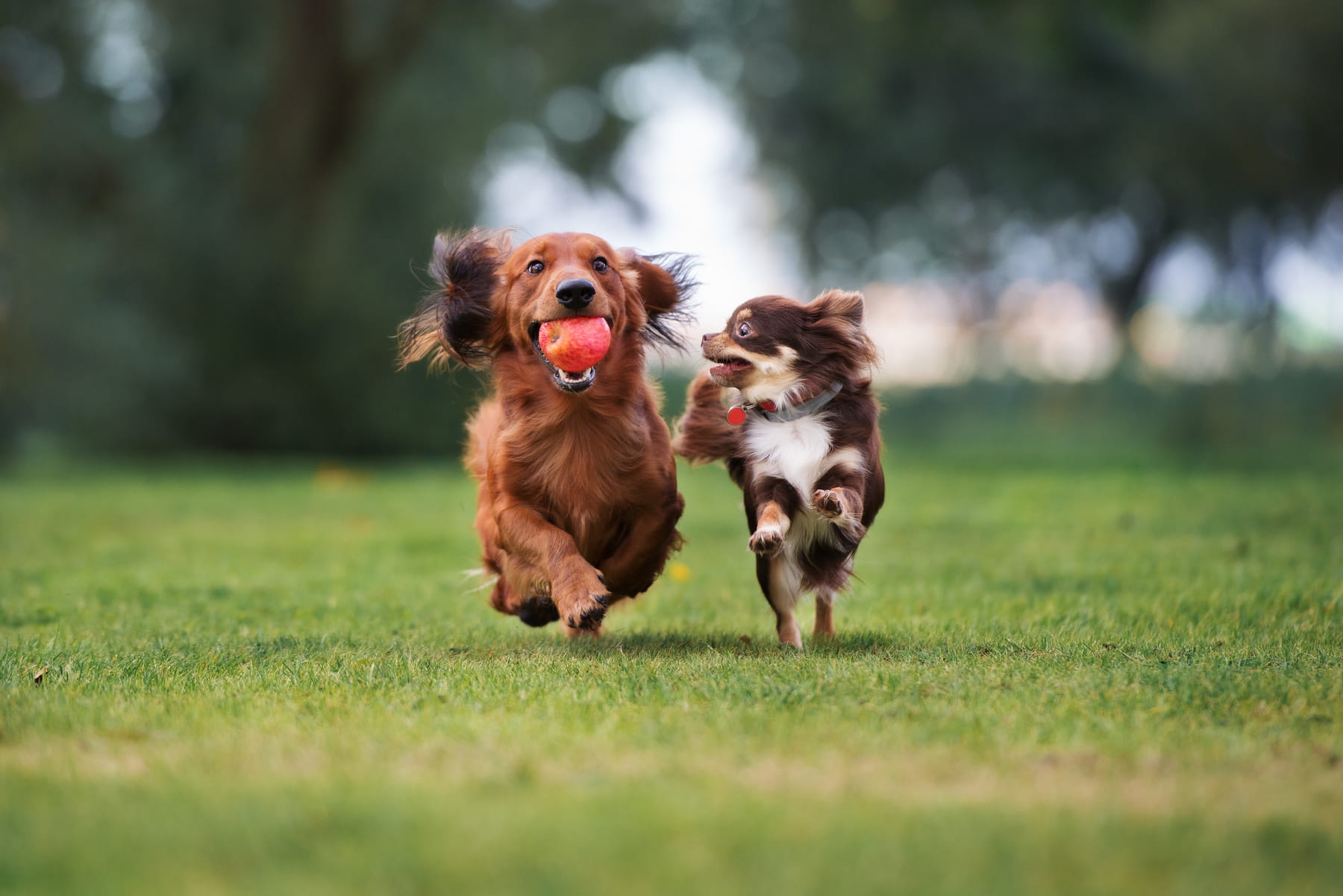 laser surgery treatments for pets Muncy PA from Muncy Veterinary Center