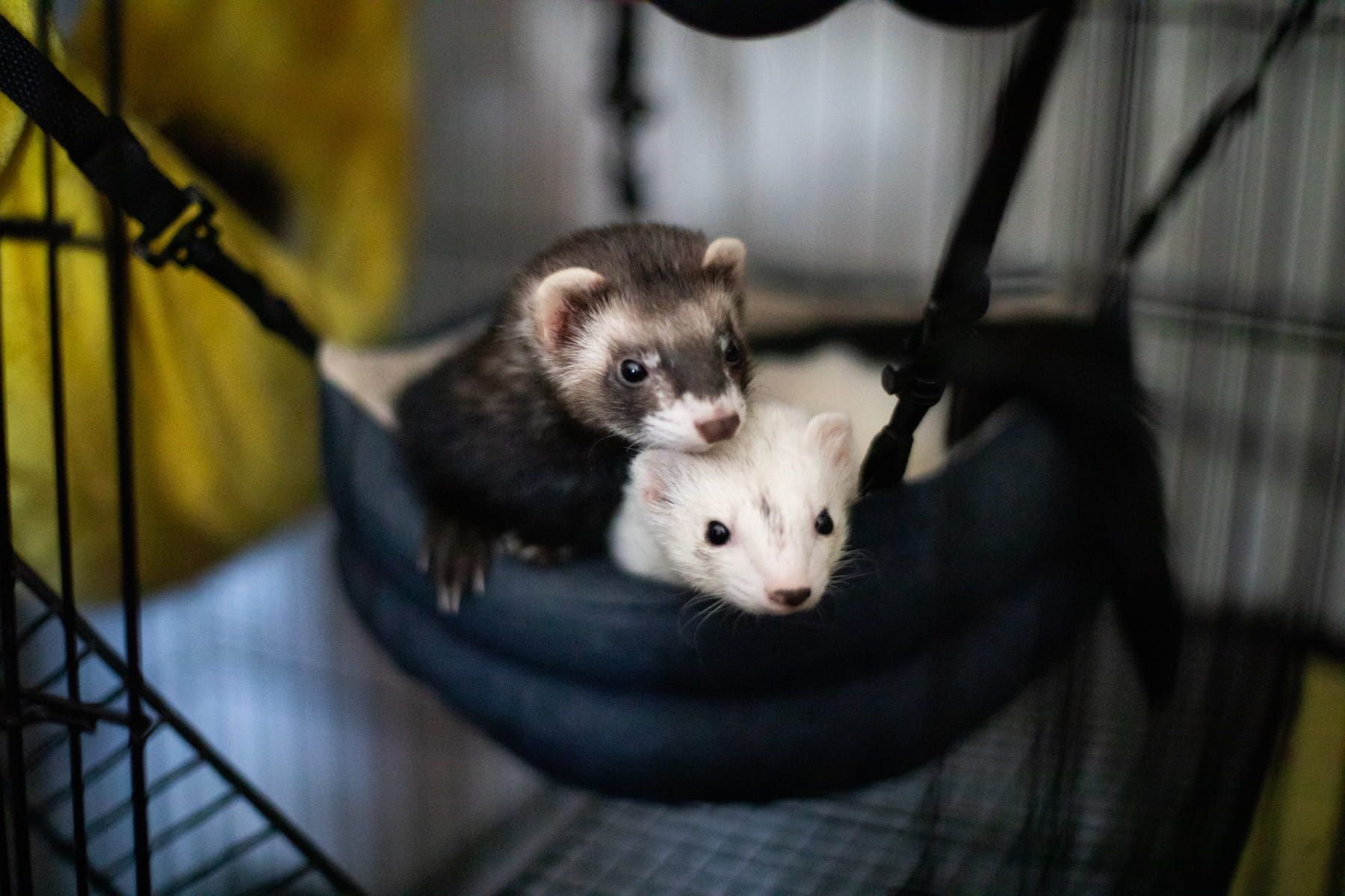 vaccinations for ferret distemper Muncy PA from Muncy Veterinary Center