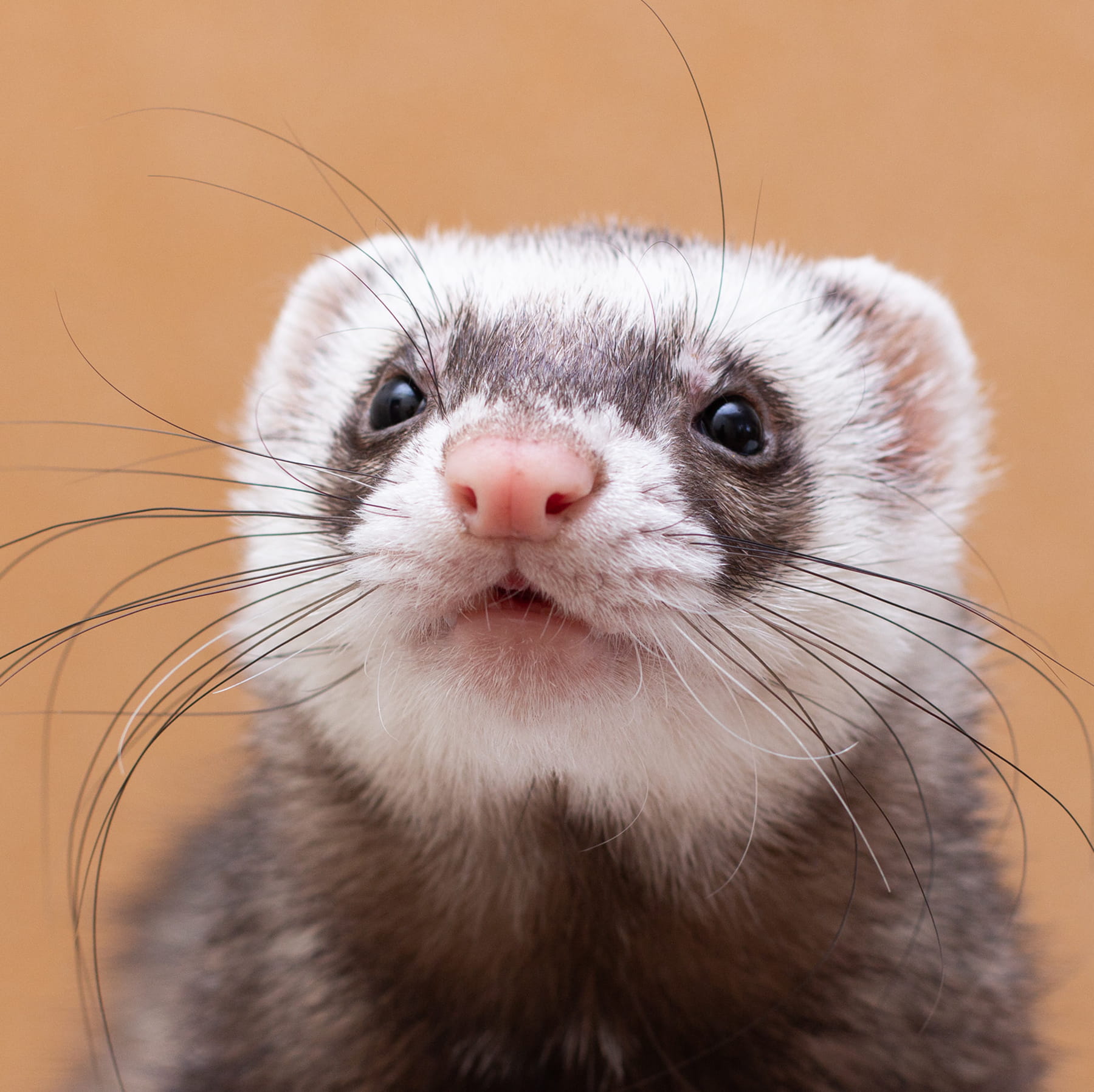 ferret distemper vaccinations Muncy PA from Muncy Veterinary Center