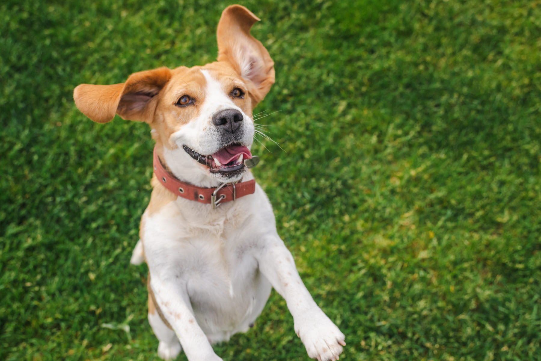 librela canine arthritis injections for dogs Muncy PA from Muncy Veterinary Center