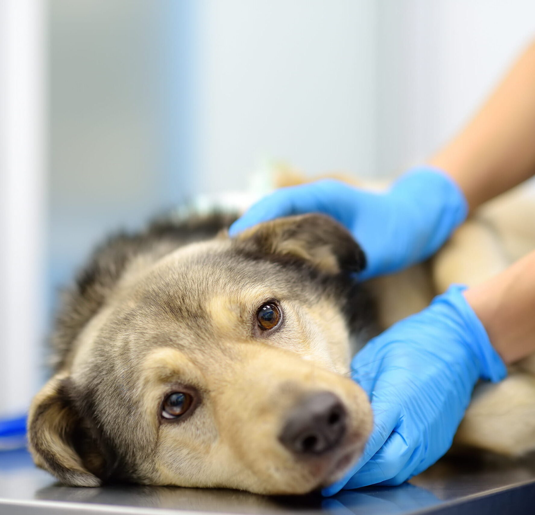 Vet pain mangement in Muncy, PA